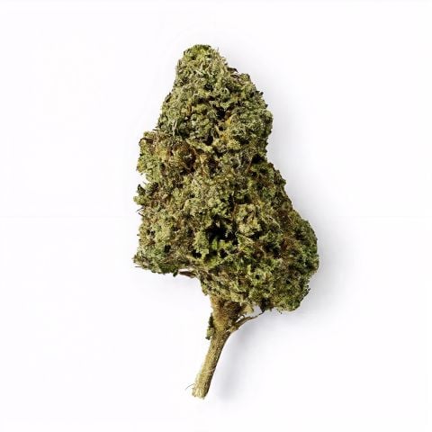 Collection of  in a gallery layout