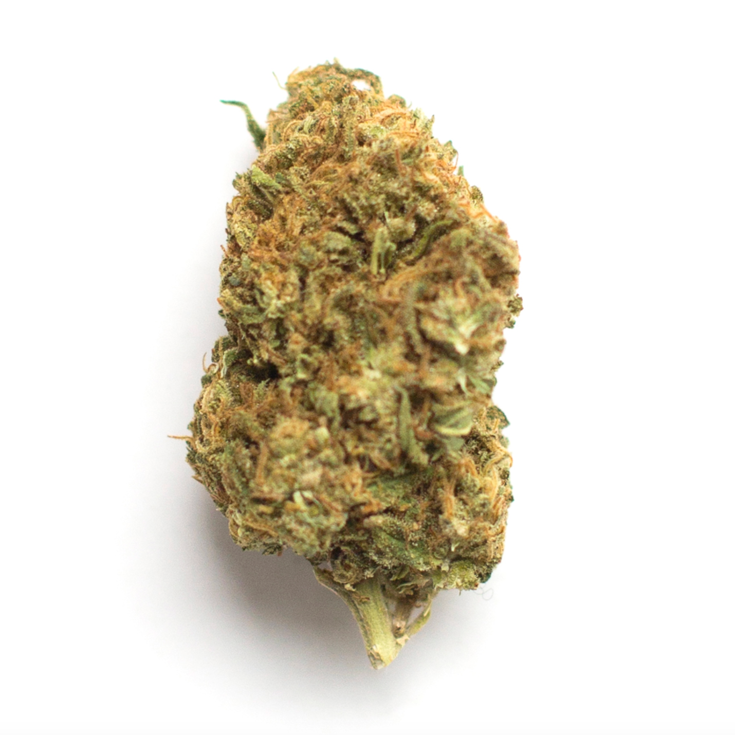 Collection of Bernie  in a gallery layout