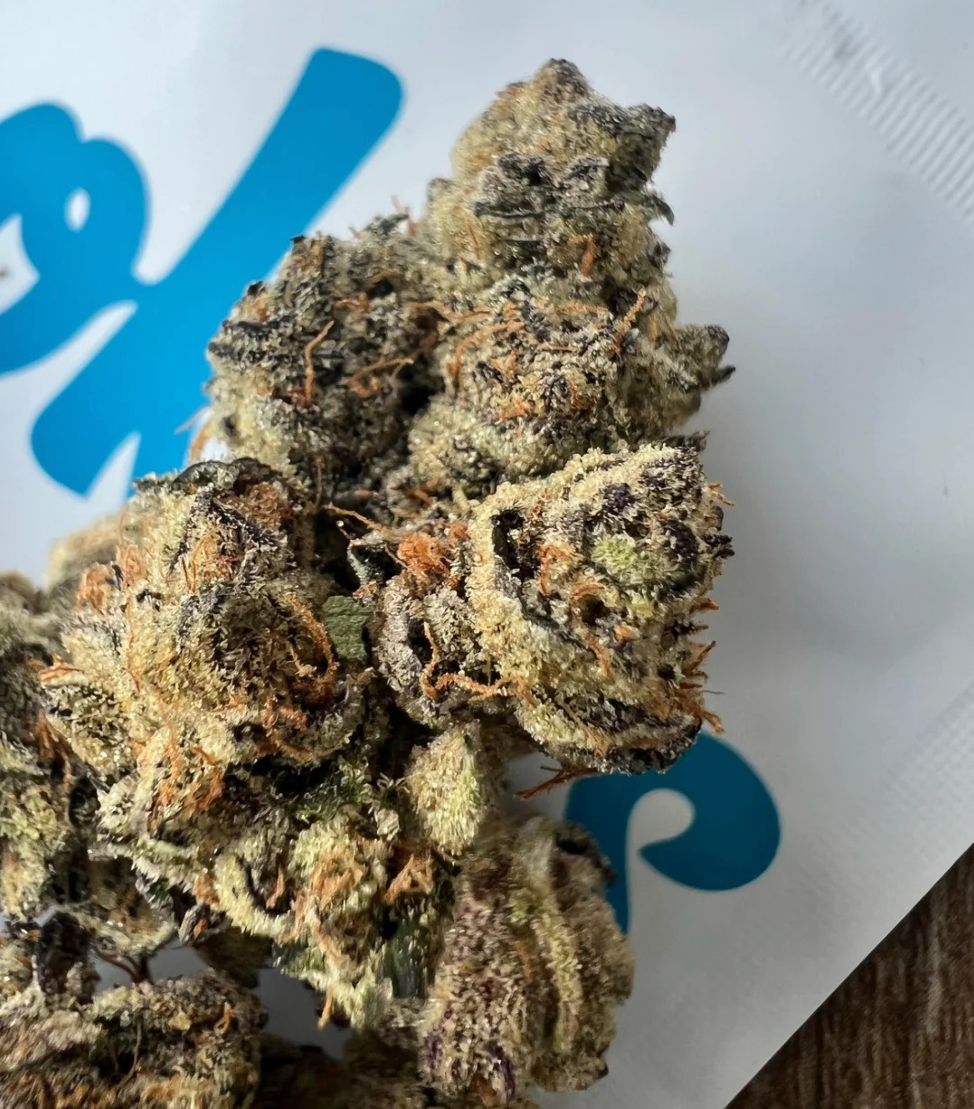 Collection of Bernie  in a gallery layout