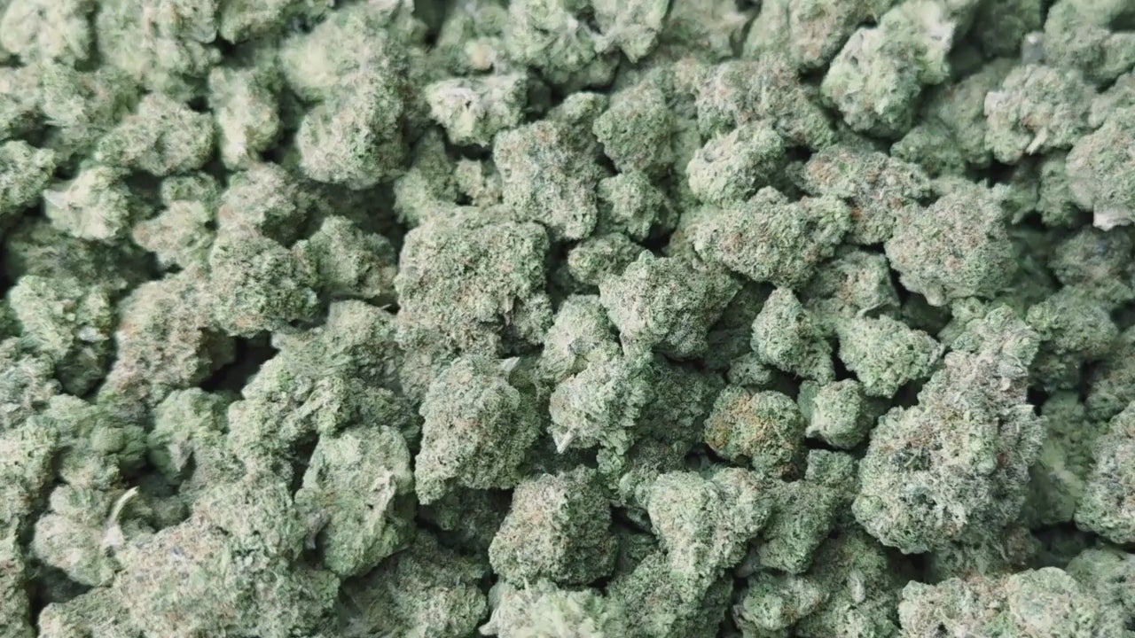 Collection of Bernie  in a gallery layout